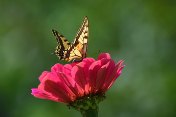 Butterfly on the flower. Papilio machaon, the Old World swallowtail, is a butterfly of the family Papilionidae. The butterfly is also known as the common yellow swallowtail or simply the swallowtail.