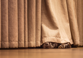 Cute Staffordshire Bull Terrier dog lying on a wood floor hiding under a curtain on a hard wood...