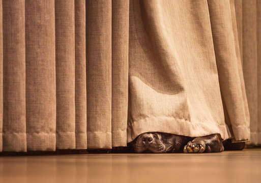 Peeking Curtain Images – Browse 2,337 Stock Photos, Vectors, and Video |  Adobe Stock