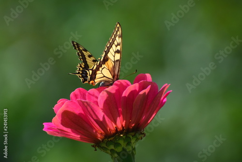 Butterfly On The Flower Papilio Machaon The Old World - 