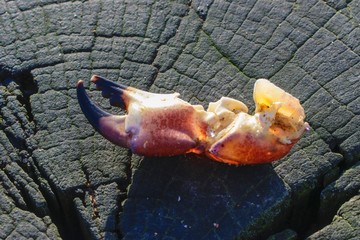 Macro of Crab Claw.