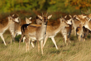 Naklejka na ściany i meble Group of fallow deer standing in the meadow