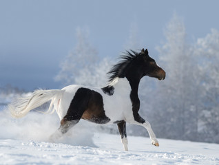 Paint horse galloping across winter snowy meadow.