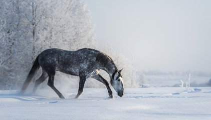 Obraz na płótnie Canvas Spanish gray horse walks on freedom at winter time.