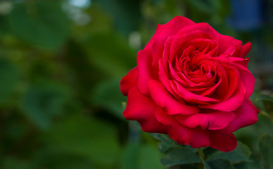Large red rose isolated on natural green background close up. Beautiful rose for lovers. Holiday card for Valentines Day or Mother's Day or wallpaper with copy space