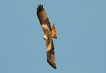 Red kite in flight against clear blue sky