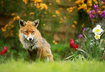 Red Fox sitting among spring flowers