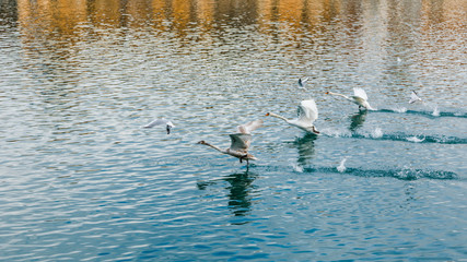 Swans are starting to fly in Maribor, Slovenia
