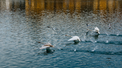 Swans are starting to fly in Maribor, Slovenia