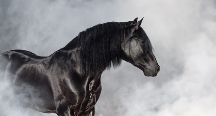 Black Pura Spanish stallion in light smoke.