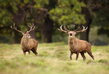 Red Deer stag bellowing during rutting season