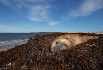 Southern elephant seal lying in the pile of sea weeds