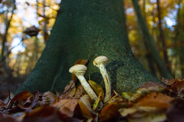 Pilze am Baum