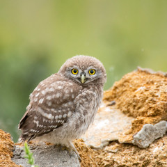 Obraz premium Little owl, Athene noctua, sitting on a stone. Young bird.