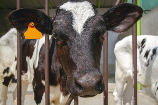 Close-up cute calf face image at the farm	