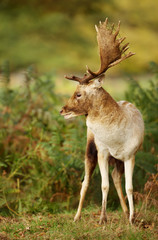 Close up of  a Fallow Deer in the fern field