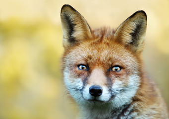Naklejka na ściany i meble Close-up of a red fox against colourful background