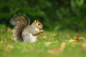 Naklejka na ściany i meble Grey squirrel eating a nut in the meadow