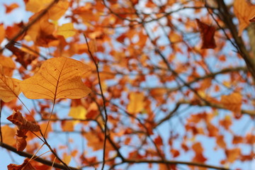 Herbstblätter mit Himmel