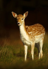 Fallow deer fawn standing in the grass at sunrise