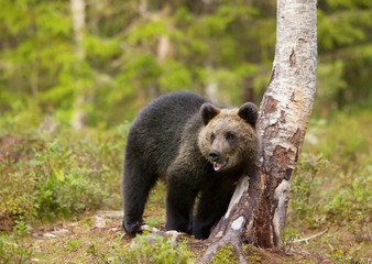 Eurasian brown bear cub standing by a birch tree