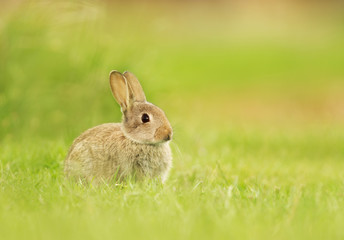 Wild young rabbit sitting in the meadow