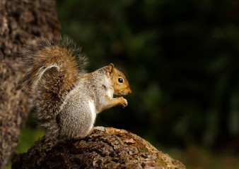 Naklejka na ściany i meble Close up of a grey squirrel sitting on a tree log
