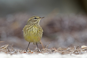 A North American palm warbler (Setophaga palmarum) foraging on the coast at Key West Island Florida.