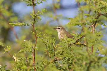 A North American palm warbler (Setophaga palmarum) perched on a branch of a bush at Key West Island Florida.