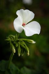 Beautiful looked wild white flower close-up picture