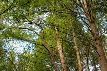 tree in forest