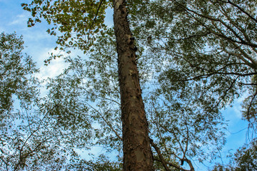 Fototapeta premium Tall tree