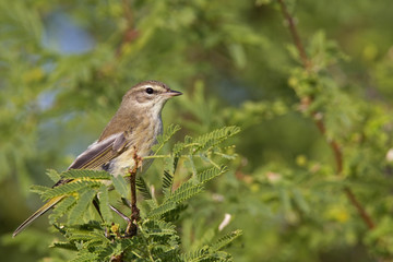 A North American palm warbler (Setophaga palmarum) perched on a branch of a bush at Key West Island Florida.