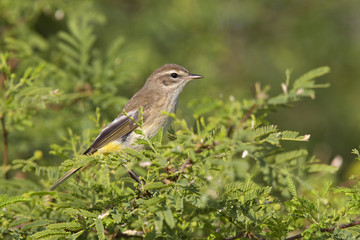 A North American palm warbler (Setophaga palmarum) perched on a branch of a bush at Key West Island Florida.