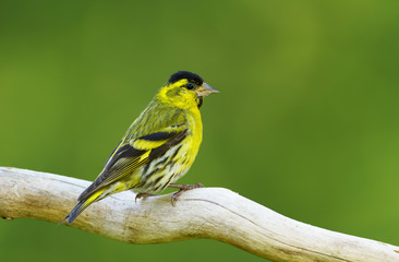 Eurasian siskin perching on a tree branch against green background