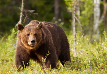 Fototapeta na wymiar Close-up of European brown bear male in the forest
