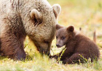 Fototapeta premium Eurasian brown bear and her playful cub
