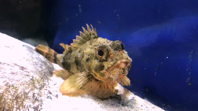 Blenny fish or blennius sanguinolentus in aquarium