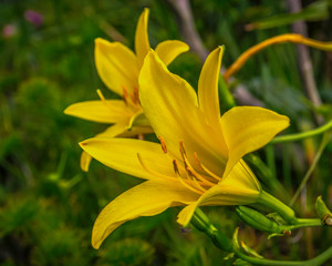 Fototapeta na wymiar Yellow day Lilies flowers