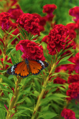 Butterfly on Celosia argentea cristata flowers
