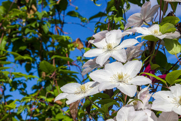Fototapeta premium White flowers of clematis on blue sky in sunny day. Elegant clematis flower on a background of green leaves. Colorful artistic image of clematis flowers in a garden