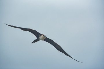 flying Frigatebird