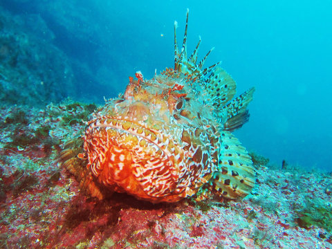 Scorpaenidae (also known as the scorpionfish) are a family of mostly marine fish that includes many of the world's most venomous species