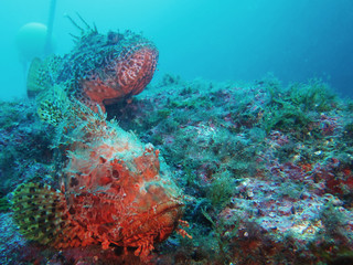 Fototapeta na wymiar Scorpaenidae (also known as the scorpionfish) are a family of mostly marine fish that includes many of the world's most venomous species