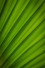Palm plant leaves close-up picture