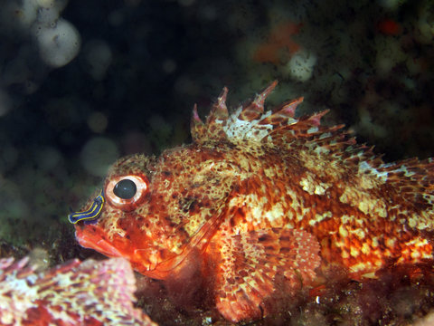 Scorpaenidae (also known as the scorpionfish) are a family of mostly marine fish that includes many of the world's most venomous species