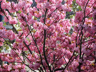 Japanese cherry (Prunus serrulata) during flowering