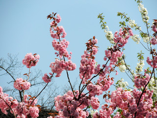 Japanese cherry (Prunus serrulata) during flowering
