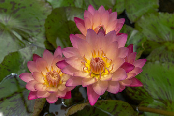 Beautiful Water Lilies Close-up