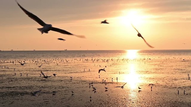 Slow motion of flying seagull birds during sunset at the beach
